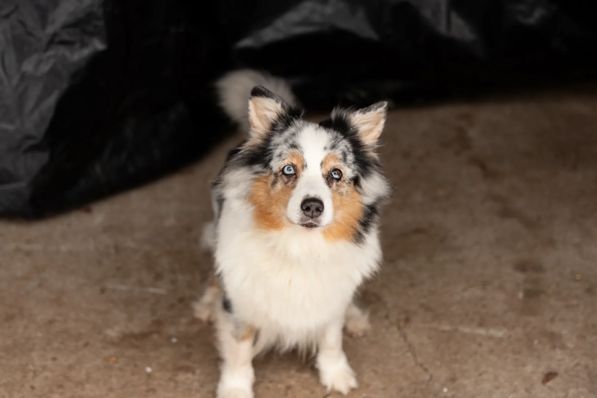 Mila, ein Australian Shepherd, schaut vertrauensvoll nach oben