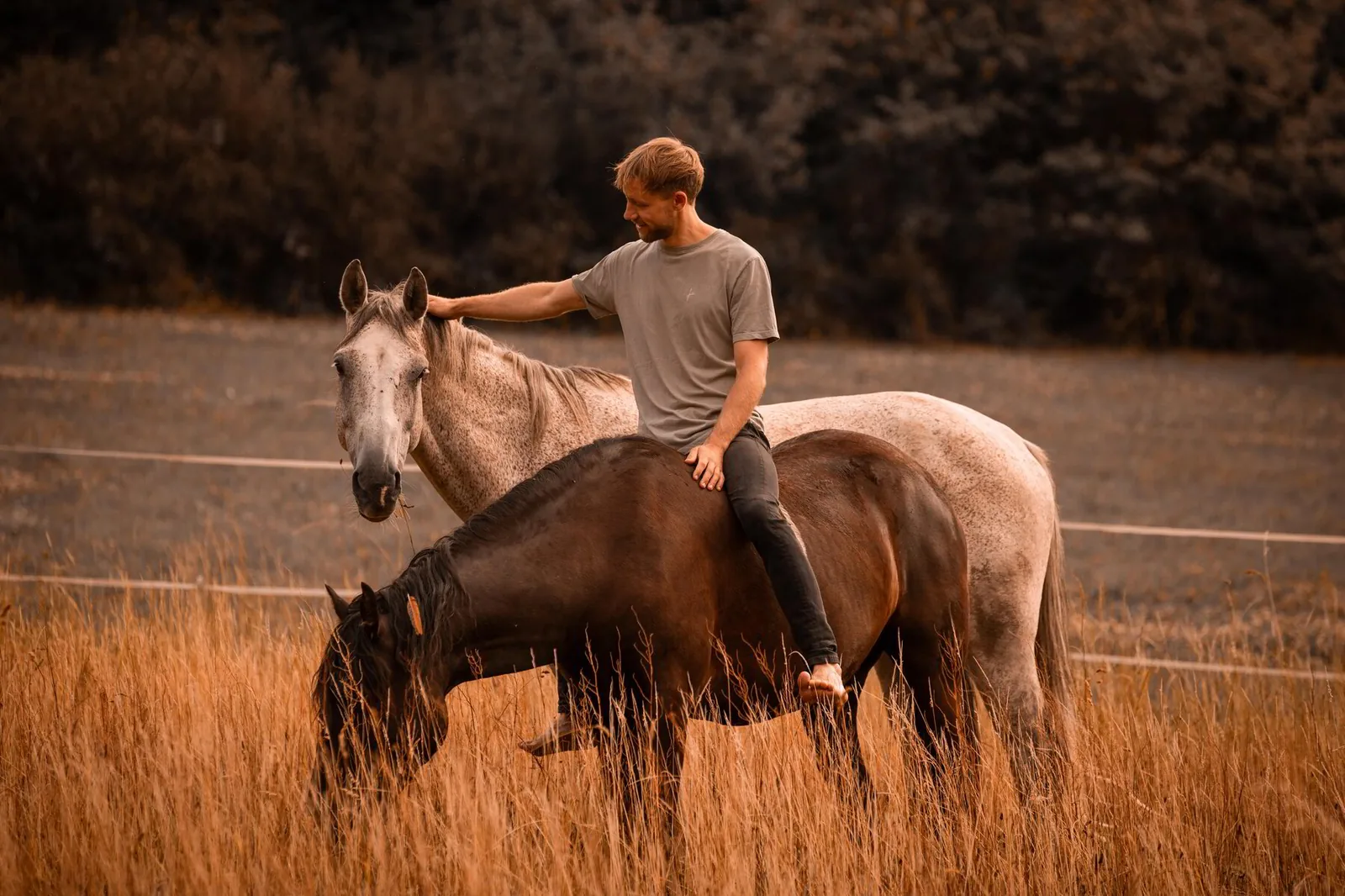 Ruben auf dem Pferd, zwei Pferde im Feld